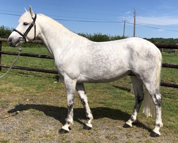 stallion Geronimo de Circee (Connemara Pony, 2016, from Don Juan V)