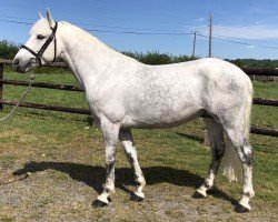 stallion Geronimo de Circee (Connemara Pony, 2016, from Don Juan V)