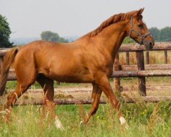 stallion Gentleman IV (Selle Français, 1994, from Laudanum xx)