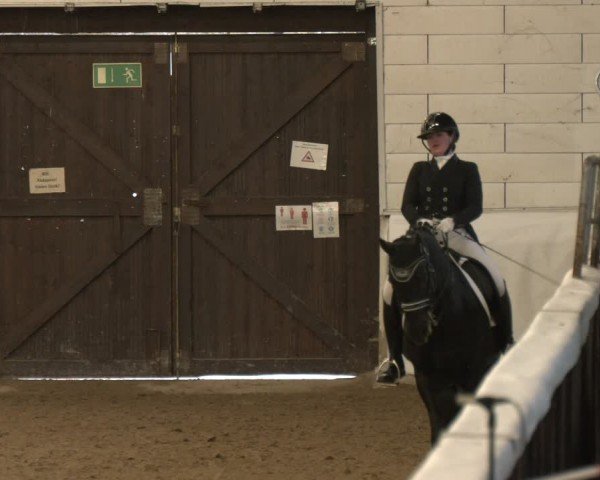 Reitturnier Zweibrücken-Landgestüt / Halle 2024
