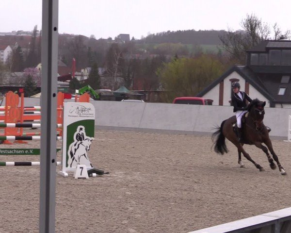 Reitturnier Zwickau 2024