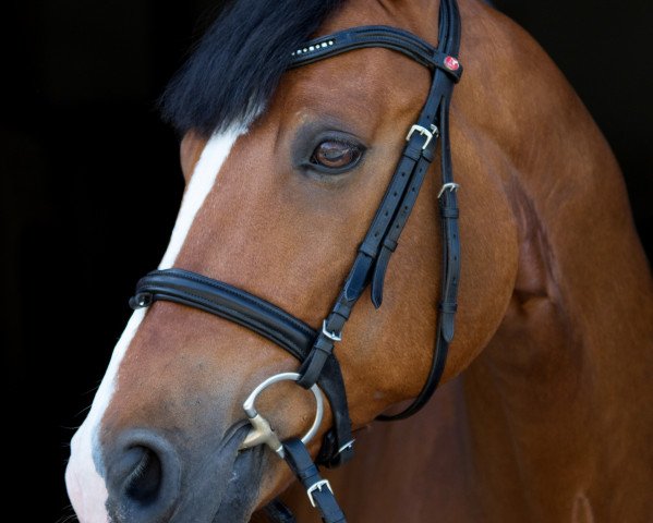 dressage horse Fernet 52 (Westphalian, 2003, from Fürst Piccolo)