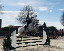 jumper Ceres D (Oldenburg show jumper, 2017, from Cellestial)