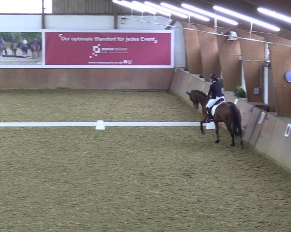 Reitturnier Bad Salzuflen 2024