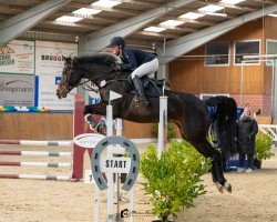 jumper Gladicen W 2 (Oldenburg show jumper, 2019, from Come To Alice)