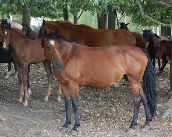 broodmare Utopia-WM (German Sport Horse, 2010, from Wanderfürst)