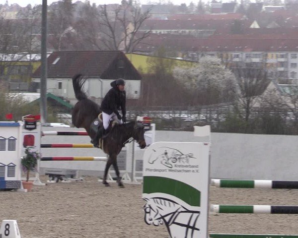 Reitturnier Zwickau 2024