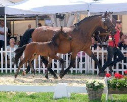 Dressurpferd Hengst von Be my Dancer / Royal Diamond (Westfale, 2023, von Be my Dancer)