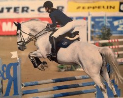 jumper Pizarro 35 (German Sport Horse, 2004, from Pablos As)