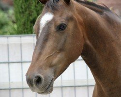 Springpferd Cinzano's Caruso (Deutsches Reitpony, 2012, von Ginger 556)