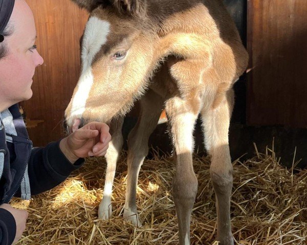 foal by Kalida SD (German Riding Pony, 2024, from Khan)