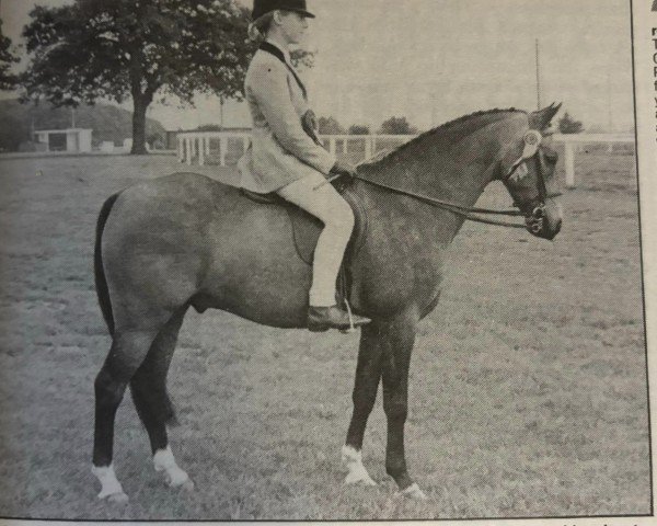 Pferd Wharley Miskin (Welsh Mountain Pony (Sek.A), 1978, von Revel Saled)