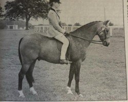 horse Wharley Miskin (Welsh mountain pony (SEK.A), 1978, from Revel Saled)