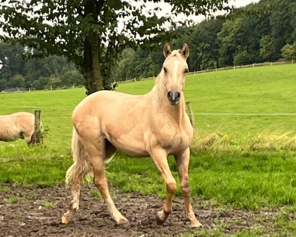 Dressurpferd Wasteins Galypso (Deutsches Reitpony, 2022, von Wasteins Graciano)