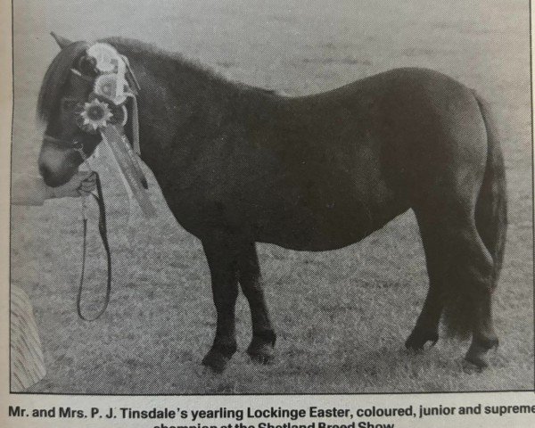 Pferd Lockinge Easter (Shetland Pony,  , von Hesup of Transy)