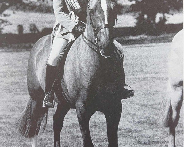 horse Dwyfor Geraldine (Welsh Partbred, 1984, from El Cid ox)