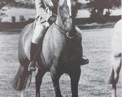 Pferd Dwyfor Geraldine (Welsh Partbred, 1984, von El Cid ox)