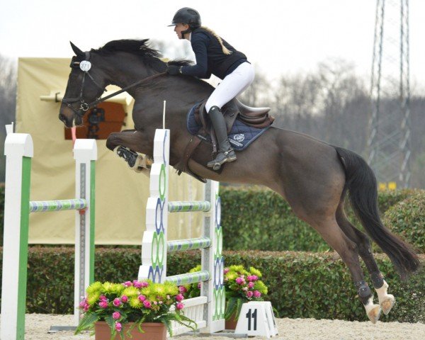 jumper Quick Step II (German Sport Horse, 2009, from Quality 9)