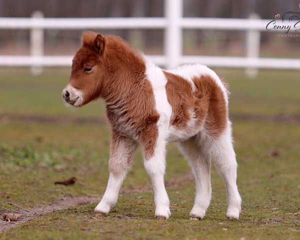 foal by Coolstep Rubijen (Shetland Pony, 2024, from Tamme vom Findling)