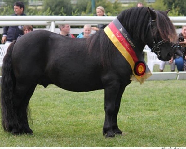 stallion Schneltens Titus (Shetland Pony, 2007, from Time out v.d. Römer)