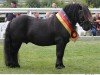 Deckhengst Schneltens Titus (Shetland Pony, 2007, von Time out v.d. Römer)