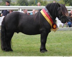 stallion Schneltens Titus (Shetland Pony, 2007, from Time out v.d. Römer)