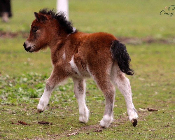 Fohlen von Coolstep Thriller (Shetland Pony, 2024, von PrH* FN-LH Tamme vom Findling)