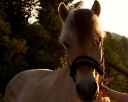 horse Dex (Fjord Horse, 2010, from Dylan)