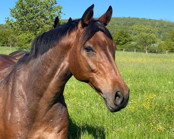 dressage horse Finn (Westphalian, 2010, from Fiano)