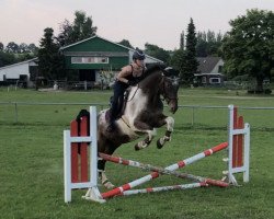 horse Mr. Scott (Pinto / Hunter, 2011, from Indianer)