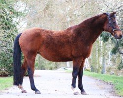 broodmare Florentine (Trakehner, 2004, from Kostolany)