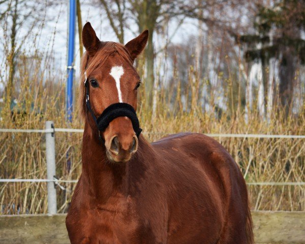 dressage horse Norbi (Trakehner, 2021, from Kasimir TSF)