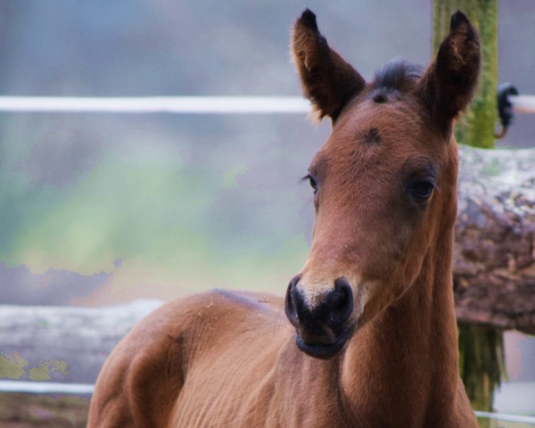 Fohlen von Franz (Trakehner, 2024, von Finckenstein TSF)