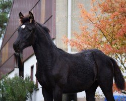 Pferd Ilse (Deutsches Sportpferd, 2023, von In My Mind NRW)