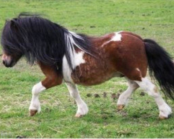 Deckhengst Spanker van Stal Buck'shoeve (Shetland Pony (unter 87 cm), 2002, von Larsto v.d.Berkenhoeve)