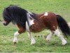 stallion Spanker van Stal Buck'shoeve (Shetland pony (under 87 cm), 2002, from Larsto v.d.Berkenhoeve)