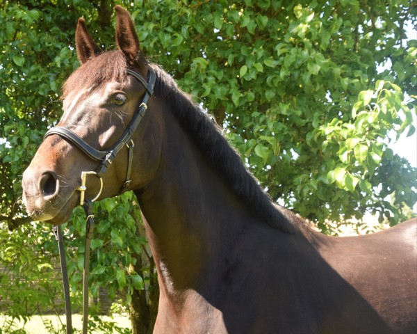 dressage horse Fine Shine (Hanoverian, 2019, from Fantastic)