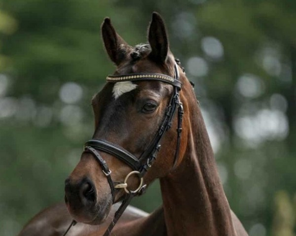 broodmare Cascada 128 (German Riding Pony, 2016, from FS Champion de Luxe)