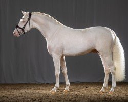 dressage horse Denim AT (German Riding Pony, 2021, from D-Gold AT NRW)