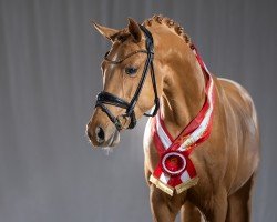 dressage horse Come Together WE (German Riding Pony, 2021, from Cosmopolitan NRW)