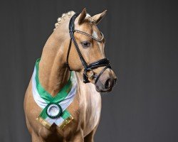 Deckhengst Der Goldjunge AT (Deutsches Reitpony, 2021, von D-Gold AT NRW)