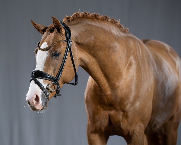 dressage horse Alles für Dich (German Riding Pony, 2021, from All At Once)