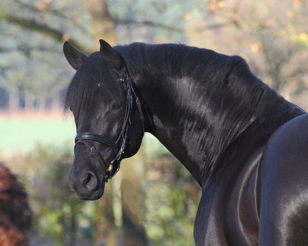 dressage horse Windsor (Trakehner, 2008, from Ovaro)