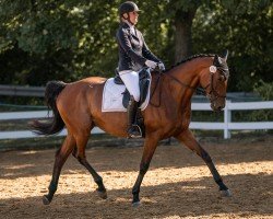 dressage horse Fürstin Bellini (Hanoverian, 2015, from Fürst Belissaro)