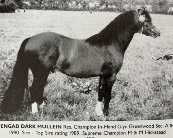 Pferd Bengad Dark Mullein (Welsh Mountain Pony (Sek.A), 1987, von Coed Coch Saled)