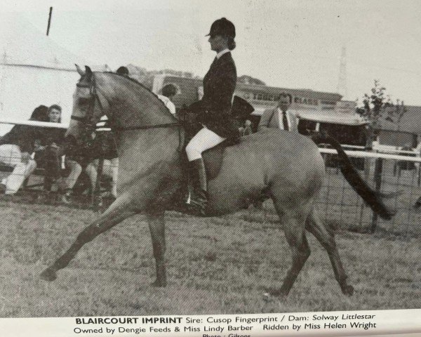 horse Blaircourt Imprint (Arab half breed / Partbred, 1985, from Cusop Fingerprint)