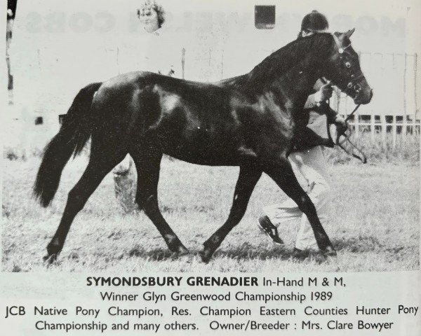 Deckhengst Symondsbury Grenadier (Welsh Pony (Sek.B), 1986, von Carolinas Moccasin)