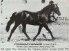 stallion Symondsbury Grenadier (Welsh-Pony (Section B), 1986, from Carolinas Moccasin)