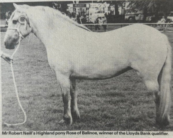 Pferd Rose of Balinoe (Highland-Pony, 1979, von Eagledene)