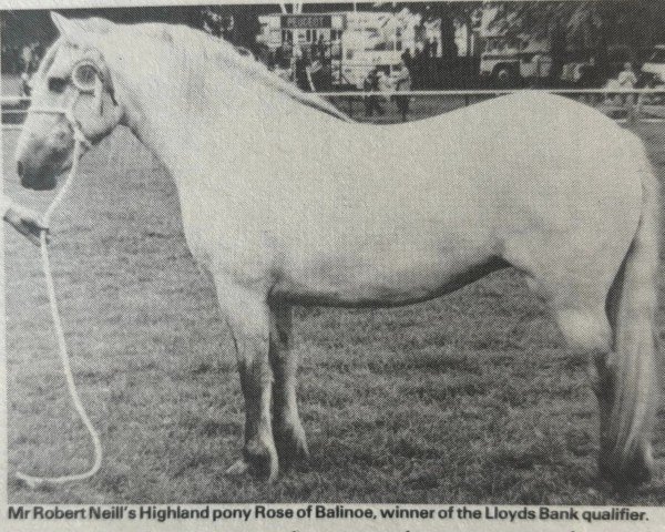 horse Rose of Balinoe (Highland Pony, 1979, from Eagledene)